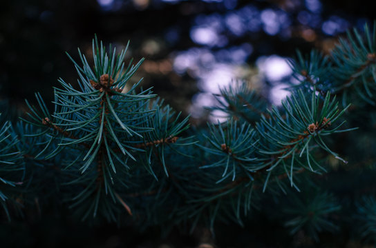 The branch of blue spruce.