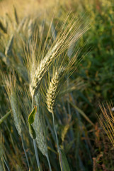 Kłosy żyta. © GosiaP
