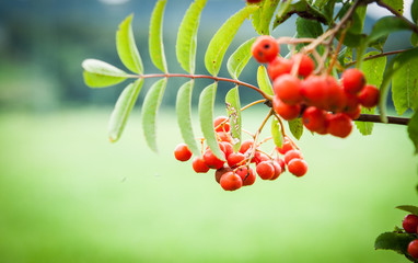 rowan berries, Sorbus aucuparia