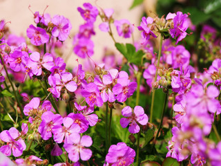 Naklejka premium Geranium cantabrigiense 'Cambridge' (dwarf cranesbill)