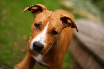 Staffordshire terrier