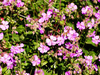 Geranium cantabrigiense 'Cambridge' (dwarf cranesbill)