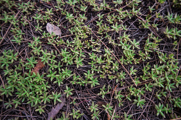 grass
