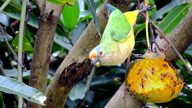 Papagaio Maritaca Comendo Manga