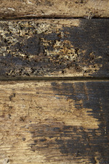 A full page of rotting wooden background texture
