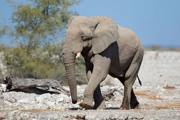 Papier Peint photo Lavable Éléphant Grand éléphant d& 39 Afrique (Loxodonta africana), parc national d& 39 Etosha, Namibie.