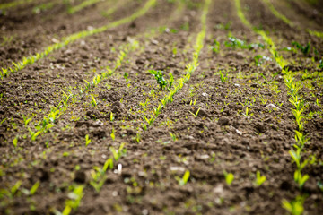 Cultivated field