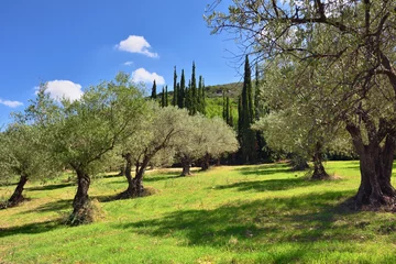 Photo sur Plexiglas Olivier Olives tree grove, Greece