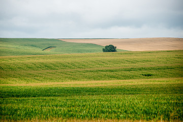 Fototapeta na wymiar Cultivated field of corn
