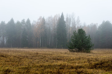 Fototapeta premium Cultivated field