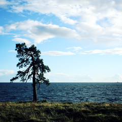 A lone pine tree stands along the beach of the Onega lake coast. Aged photo. Valaam, Karelia, Russia.