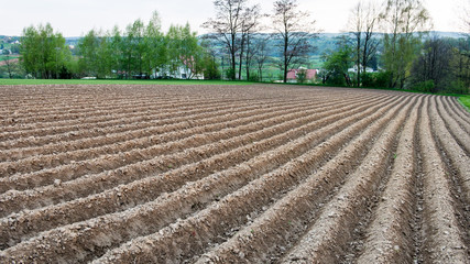 Cultivated field