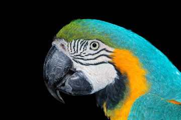 Portrait of a brightly colored Blue-and-yellow Macaw (Ara ararauna) on black.