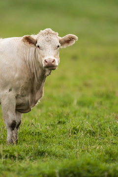 Charolais cattle (Bos taurus) a beef breed of cattle which originated in Charolais, around Charolles, in France. &copy; Allen McEachern