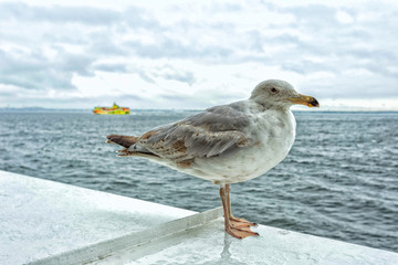 Seagull standing on a ship