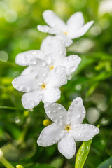 White flower, Sampaguita Jasmine.