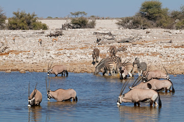 Gemsbok (Oryx gazella) and zebras (Equus burchelli) at a waterhole, Etosha National Park, Namibia.