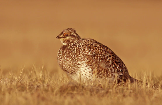 Sharp-tailed Grouse female, Tympanuchus phasianellus,  sat in a field in Saskatchewan