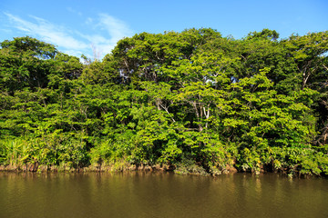 Colorful green trees on the banks of a river lit by the sun