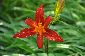 red flower