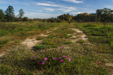 Abandoned road through field