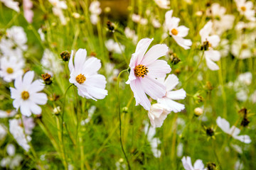 kosmeya many white flowers in rustic garden