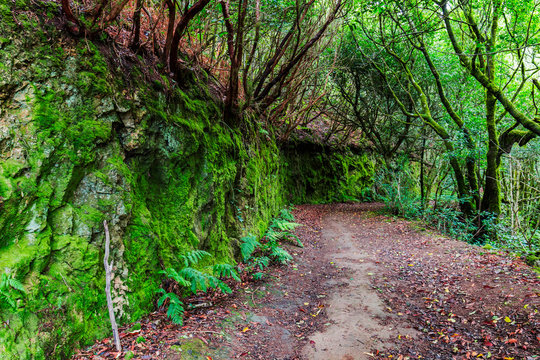 Fototapeta Tropical forest path landscape, Tenerife, Spain