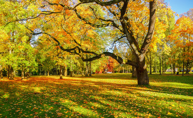 Autumn in the Park