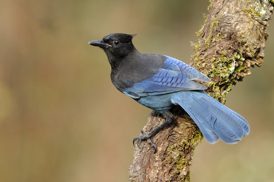 Steller's Jay perching on branch