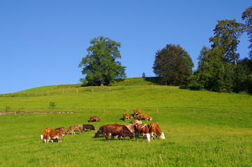 Fototapeta na wymiar Kühe auf der Almwiese