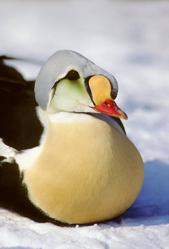 King Eider Duck, Somateria spectabillis, Victoria Island, Nunavut, Canada  