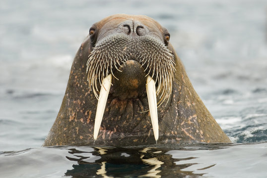 Walrus Head Images – Browse 4,928 Stock Photos, Vectors, and Video | Adobe Stock