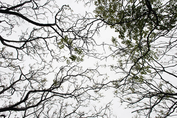 Twilight in the forest, scary trees, mystic grunge halloween background