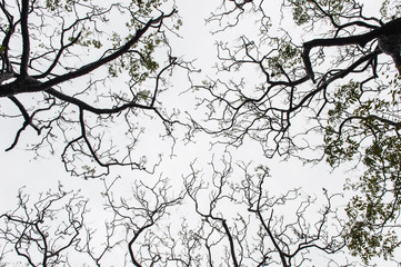 Twilight in the forest, scary trees, mystic grunge halloween background