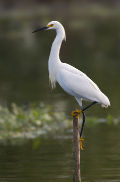 Snowy Egret (Egretta thula) - Florida 