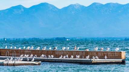 Seagulls basking in the Sun, Flathead Lake, Montana, USA
