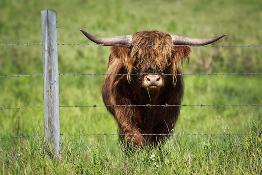 Highland Cattle in grassy field, Alberta, Canada