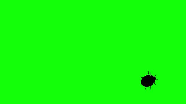 Beetle on green screen, CG animated silhouette, seamless loop