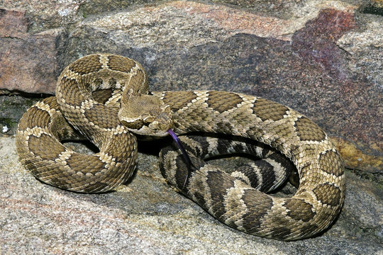 Western rattlesnake (Crotalus oreganus), southern Okanagan Valley, British Columbia