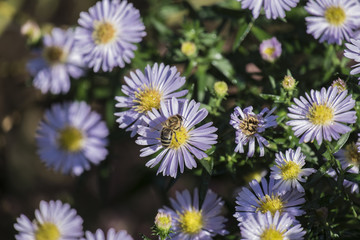 Bee on flower / Bee on purple chrysanthemum flower collecting pollen (Apis mellifera)