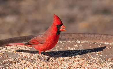 Bright red Northern Cardinal male eating seeds at a feeding station in winter