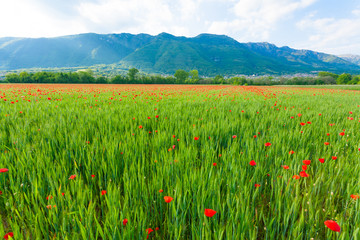 Red poppies field with mountains in background