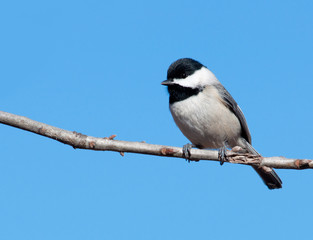 Naklejka premium Carolina Chickadee perched in a tree against clear blue winter sky