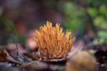 Ramaria flava