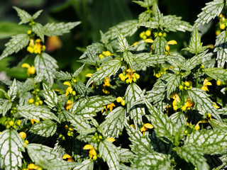 Lamium galeobdolon 'Variegatum' - yellow archangel, artillery plant, or aluminum plant 