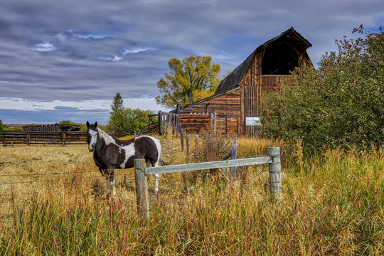 A domestic horse in a corral by an old barn I photographed in Teton Valley Idaho.
