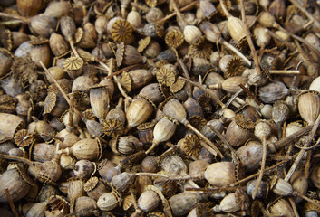 A full page of wild flower seed heads forming a background texture