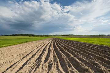 Agricultural landscape, plowed field in seeding, clouds on the horizon.
