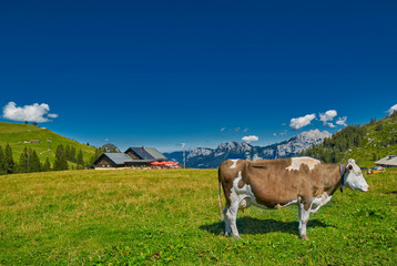 Fototapeta na wymiar Milk Cow feeding grass in Austrian Alps