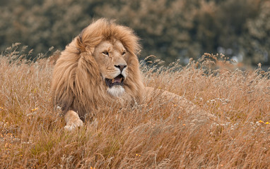 Obraz na płótnie Canvas Lions